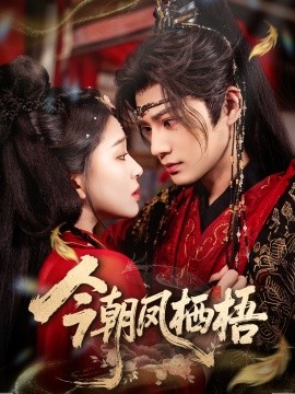 今朝凤栖梧封面图